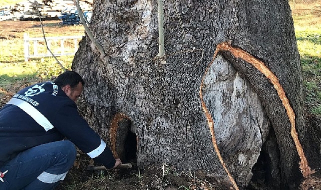 Büyükşehir Belediyesi, Başiskele Kılıçarslan Mahallesi’nde bulunan yaklaşık 100 yaşındaki çınar