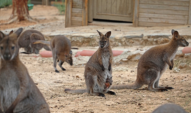 Antalya Büyükşehir Belediyesi Doğal Yaşam Parkı'nda lemur, kanguru, tavşan, keçi