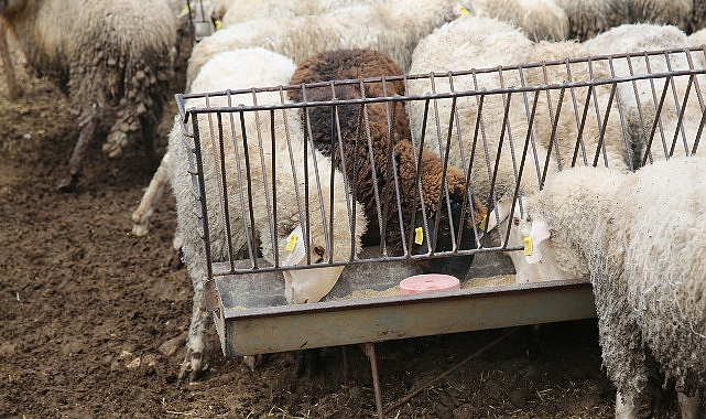 Antalya Büyükşehir Belediyesi, yayla ve kırsal hayvancılığı sürdürmek, geliştirmek ve