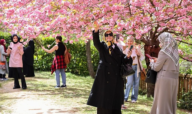 İstanbul Baltalimanı’ndaki Japon Bahçesi’nde, baharın gelişini pembe çiçekleriyle müjdeleyen sakura