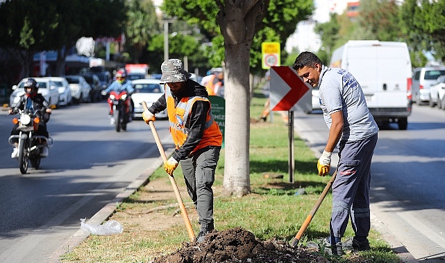 Antalya Büyükşehir Belediyesi Hurma Bitki Üretim Tesisi'nde üretilen 2 milyon