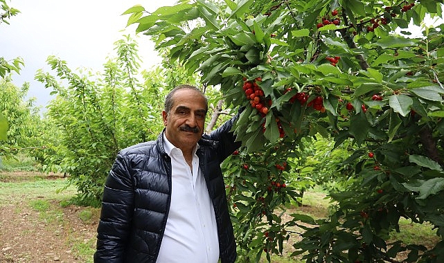 Kuzey Yarım Kürenin ilk kirazını üreten Manisa-İzmir hattında kiraz hasat