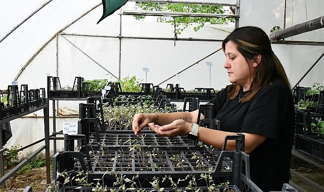 Lüleburgaz Belediyesi’nin ‘üreten belediye’ anlayışıyla atalık tohumlardan fide yetiştirme çalışmaları