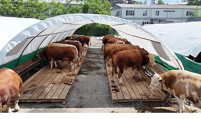 Kurban Bayramı’na sayılı günler kala, Bağcılar'daki Kurban Satış Pazarı yoğun