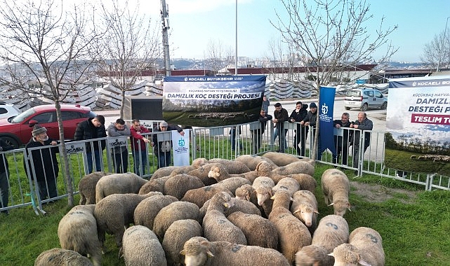Büyükşehir Belediyesi, koyun ve keçi yetiştiriciliğini desteklemek amacıyla hayata geçirdiği