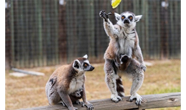 İzmir Büyükşehir Belediyesi Doğal Yaşam Parkı’nda zebra, lemur, ceylan, yaban