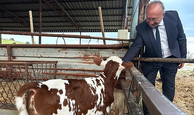 Manisa Büyükşehir Belediyesi’nin kırsal kalkınmayı desteklemek ve büyükbaş hayvan üretiminde
