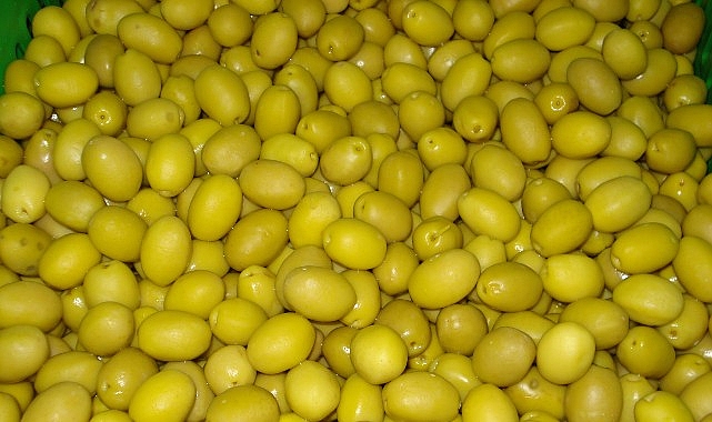 Türkiye’nin sofralık zeytin ihracatı 2024/25 sezonunun 7 aylık döneminde yüzde
