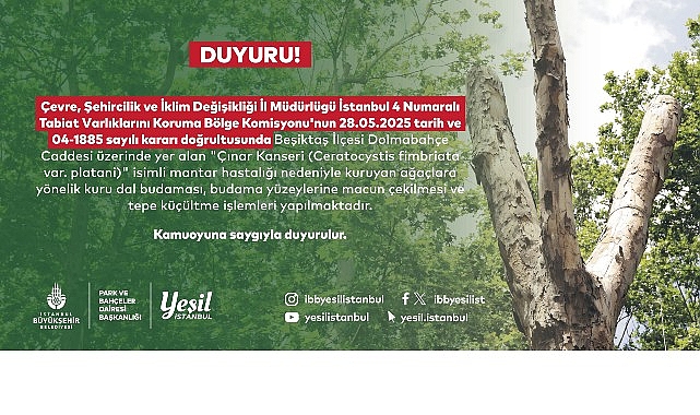 İBB, Dolmabahçe Caddesi, Çırağan Caddesi, Bebek Parkı ve çevresindeki çınar