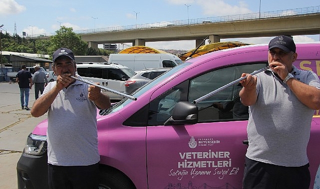 İBB tarafından kaçan kurbanlıkları yakalamak üzere kurulan Boğa Yakalama Timi
