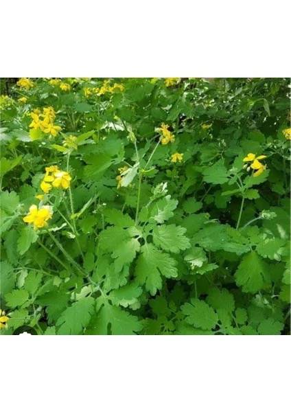 Kırlangıç Otu (Chelidonium majus) ve Sağlığa Faydaları hakkında açıklama yapan
