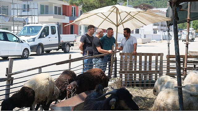 Kemer Belediyesi, yaklaşan Kurban Bayramı öncesinde kurban satış alanlarında denetimlerde