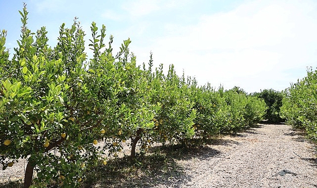 Antalya Büyükşehir Belediyesi, merkez ve ilçelerden toplanan evsel katı atıkların