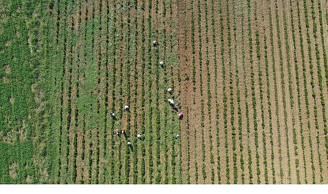 Büyükşehir Belediyesi’nin 5 yıl önce hayata geçirdiği “Tıbbi ve Aromatik