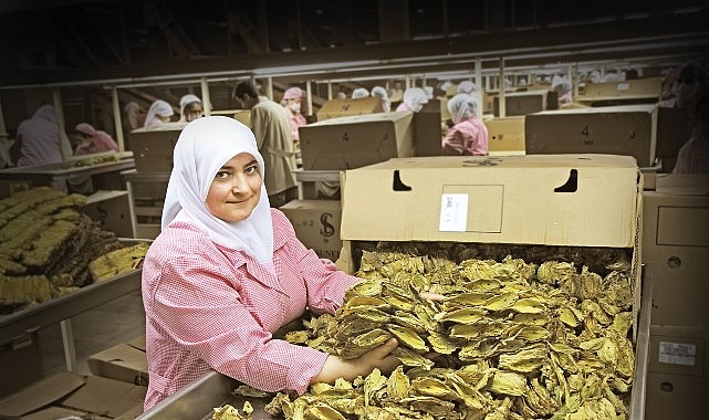 Ege Bölgesi’nin geleneksel ihraç ürünlerinden tütünde son bir yıllık dönemde