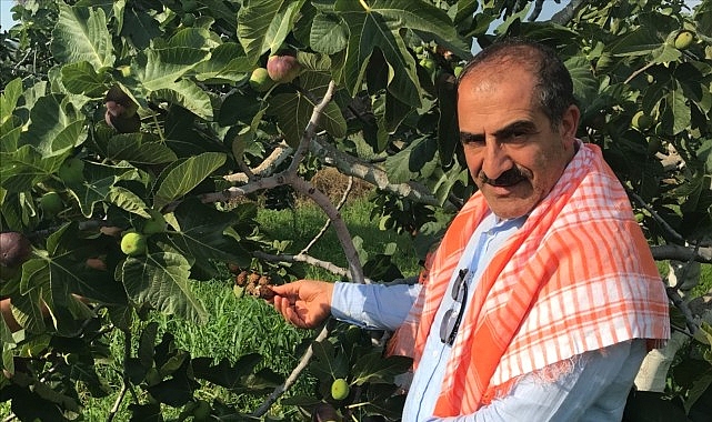 Cennet meyvesi olarak nitelendirilen taze incirler dünya sofralarını süslemek için