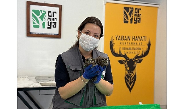 Kandıra Kaymaz’da bir evin bacasında mahsur kalan kukumav türü iki
