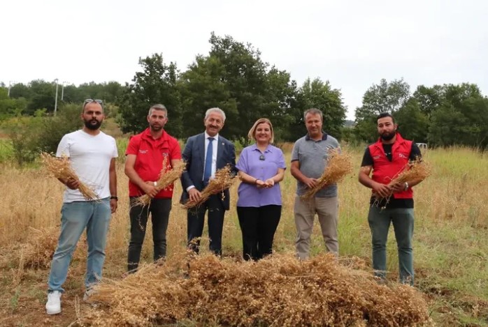 Kocaeli İzmit Belediyesi, deneme amaçlı ektiği nohut tarlasında başarılı bir