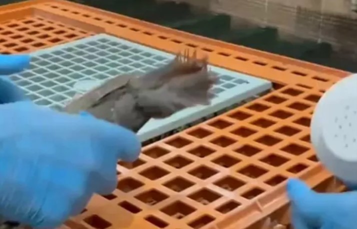Doğa Koruma ve Milli Parklar Genel Müdürlüğü, keklik popülasyonunu artırmak