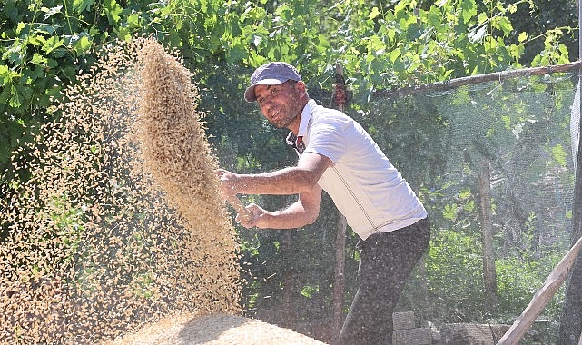 Antalya Büyükşehir Belediyesi’nin hibe tohum destekleriyle buğday ekimi yapan çiftçiler,