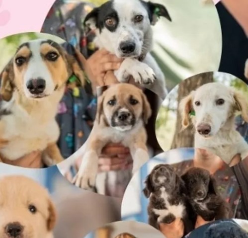 Muğla Milas Belediyesi ile Milas Kent Konseyi iş birliğinde, sevimli