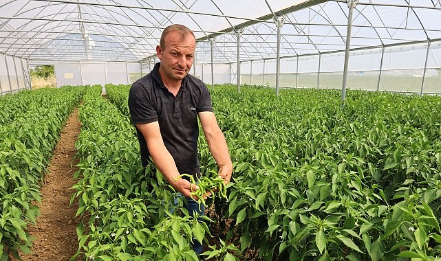 Büyükşehir Belediyesi, üreticilerin modern seralarda verimi ve kalitesi yüksek ürünler