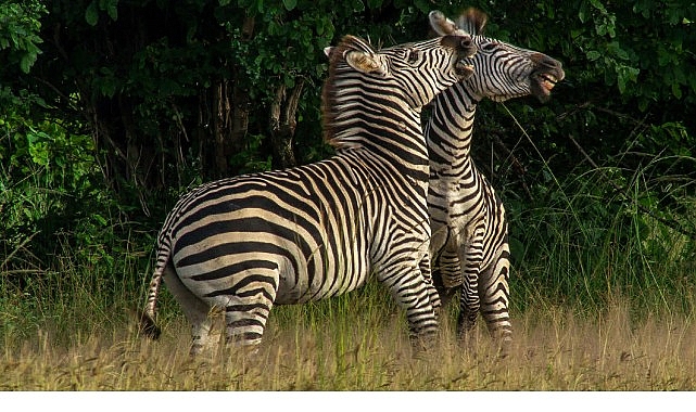 Mara’nın timsah kaynayan sularından Luangwa Vadisi’nin kurak yüzeyine, Afrika’nın dizginlenmemiş
