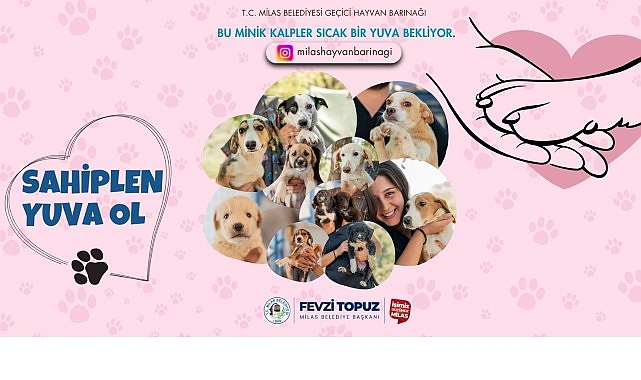 Milas Belediyesi ve Milas Kent Konseyi iş birliğinde sevimli can