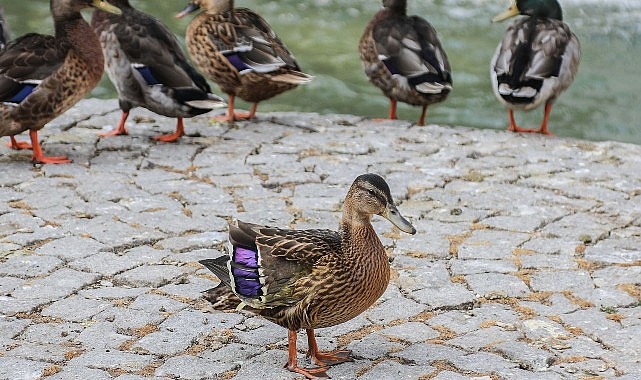 Başkent Ankara’nın simge parklarından Kuğulu Park, yaralı yavru ördeğe yuva