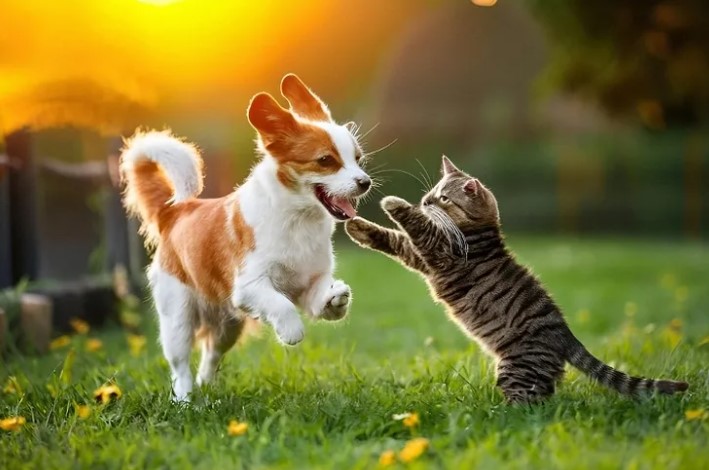 Yaz mevsiminin artan sıcaklık, nem ve güneş ışınları kedi ve