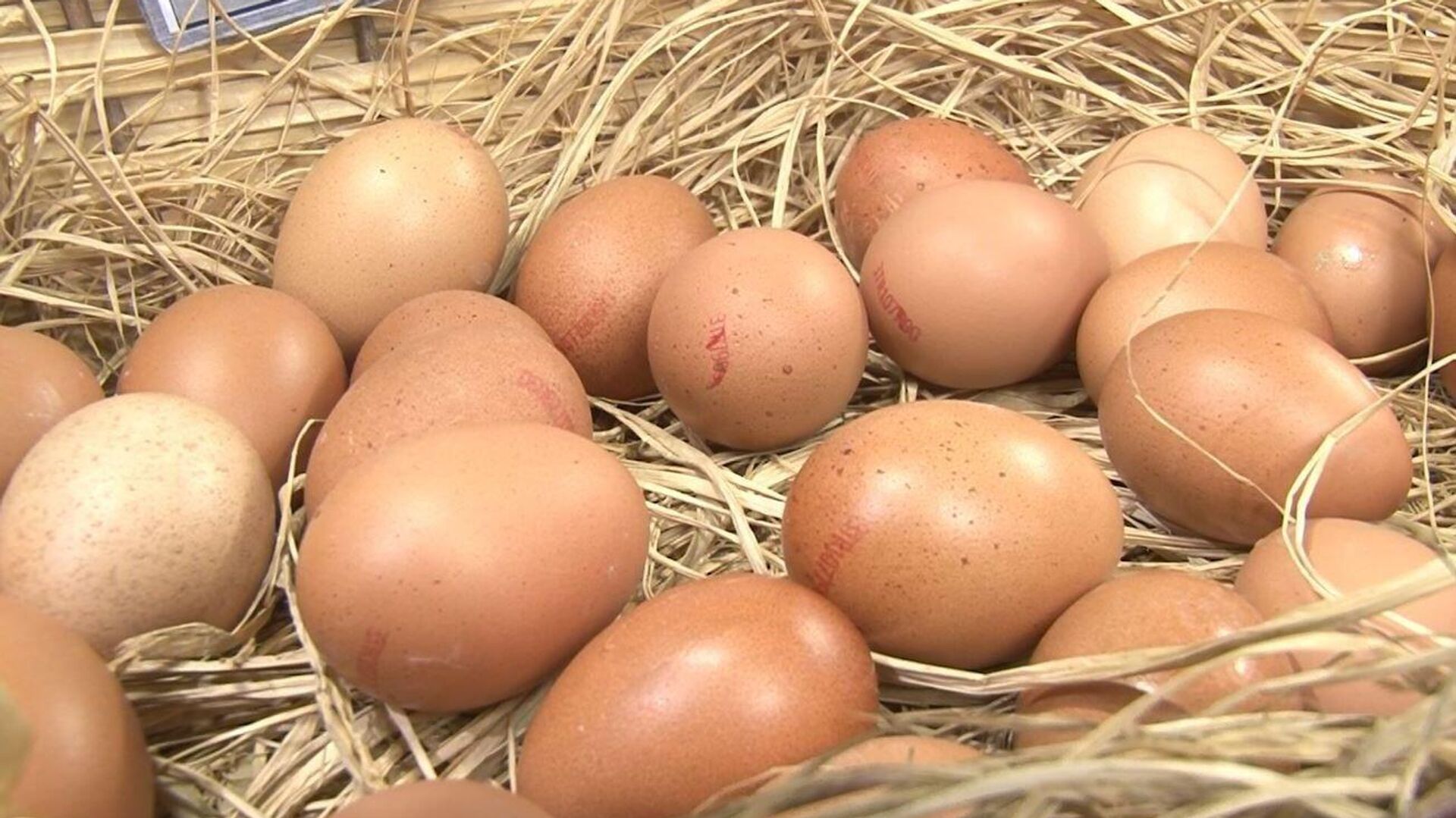 Ticaret Bakanlığı, “İhracı Kayda Bağlı Mallar Listesi”ne tavuk yumurtaları (Gallus