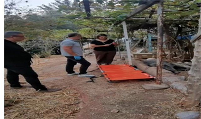 İzmir Büyükşehir Belediyesi ekipleri, ateşli silahla yaralandığı belirlenen bir domuzu,