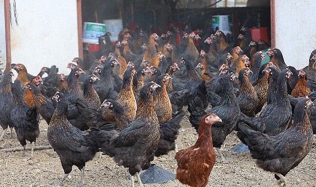 Kocaeli Büyükşehir Belediyesi, tarımsal ve hayvansal üretime destek olacak uygulamaları