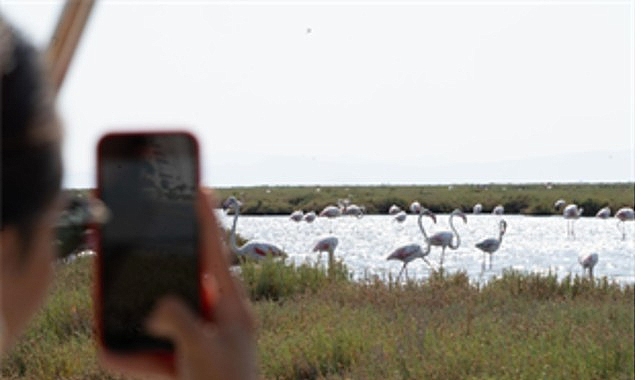 İzmir Büyükşehir Belediyesi iştiraklerinden İZDENİZ tarafından düzenlenen Flamingo Yolu tekne