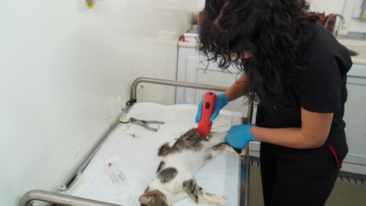 izmirde-7-bin-kedi-mobil-kisirlastirmayla-kontrol-altinda