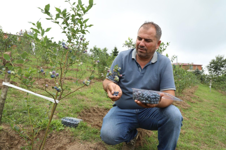 orduda-mavi-yemisin-kilogrami-500-tlden-alici-buluyor