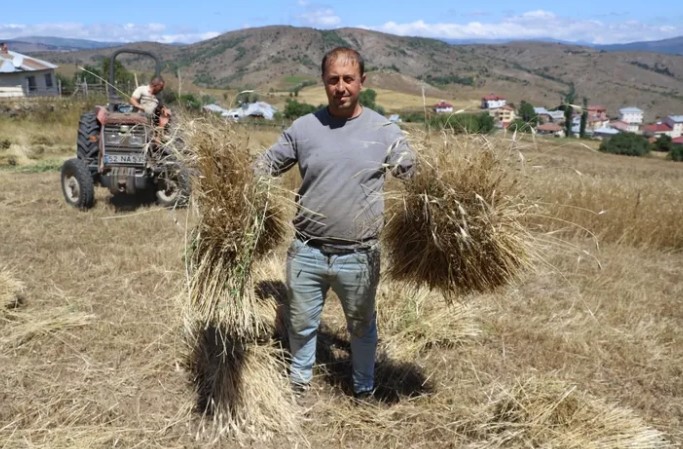 Ordu’da bir yandan fındık hasadı sürerken bir yandan da siyez