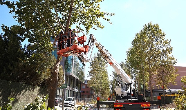 Kocaeli Büyükşehir Belediyesi, Alikahya Tramvay Hattı üzerinde yer alan ağaçların