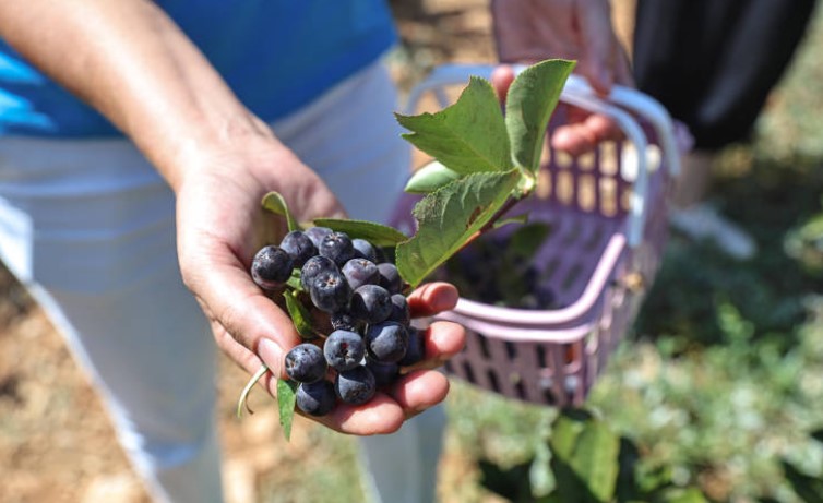 Antalya Büyükşehir Belediyesi, Korkuteli’nin Beğiş Mahallesi’nde hayata geçirdiği sulama suyu