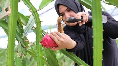 Antalya Büyükşehir Belediyesi’nin Kumluca’ya kazandırdığı Kumluca Yaş Sebze Meyve Kurutma