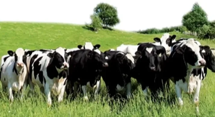 Edirne İpsala’da hayvan sağlığını koruma ve denetim çalışmaları kapsamında önemli