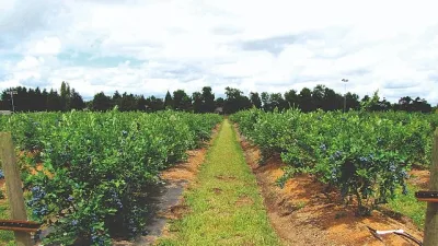 Orman Genel Müdürlüğü’nün tıbbi ve aromatik bitkiler kapsamında üretimini desteklediği
