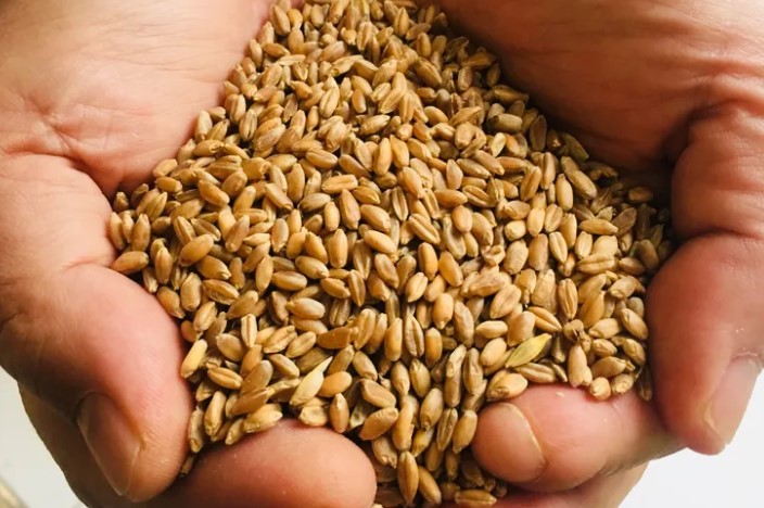 Muğla Milas Belediyesi, Sürdürülebilir Kırsal Kalkınma ve Üretici Destek Projelerini