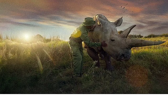 Fotoğrafçı Ami Vitale, Kuzey Beyaz Gergedan’ı yok olmaktan kurtarmaya çalışan