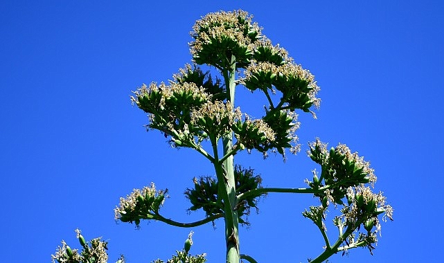 Halk arasında “sabır otu” olarak bilinen Agave Bitkisi Beylikdüzü’nde çiçek