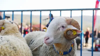 Küçükbaş hayvancılığın geliştirilmesi ve yerel üreticilerin ekonomik olarak desteklenmesi amacıyla