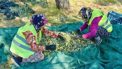 Burhaniye Belediyesi, 70.000’in üzerinde zeytin ağacına hayat veren topraklarda yeni