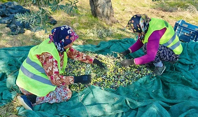 Burhaniye Belediyesi, 70.000’in üzerinde zeytin ağacına hayat veren topraklarda yeni