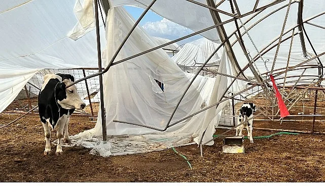 Antalya Büyükşehir Belediyesi Tarımsal Hizmetler Dairesi Başkanlığı ekipleri, 23 Ekim