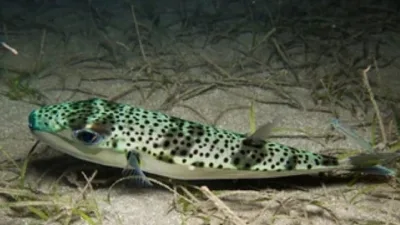 Ege Üniversitesi Su Ürünleri Fakültesi öğretim üyesi Doç. Dr. İlker